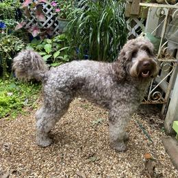 Cajun - Labradoodle
