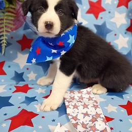 Border Collie Puppies from Stag Valley Homestead