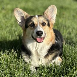 Pembroke Welsh Corgis from Manning Family Farm