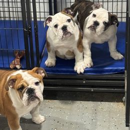 Bulldog and French Bulldog Puppies from Empire Bulldogs & French Bulldogs