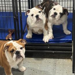 Bulldog and French Bulldog Puppies from Empire Bulldogs & French Bulldogs