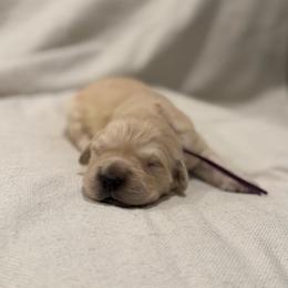 Female pick 2 - Golden female Golden Retriever puppy in Colville, Washington from Columbia Ridge Goldens