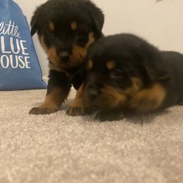 Rottweiler Puppies from Watson rotts