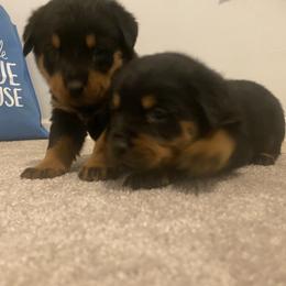 Rottweiler Puppies from Watson rotts