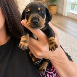 Cash   AKC Black and tan  2800 - Black and tan male Dachshund puppy in Indian Trail, North Carolina from Hilda’s Teenie Weenies