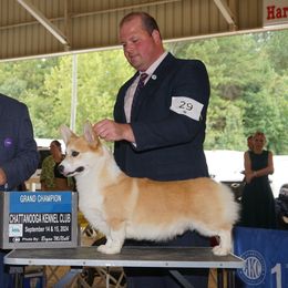 Kini - Pembroke Welsh Corgi