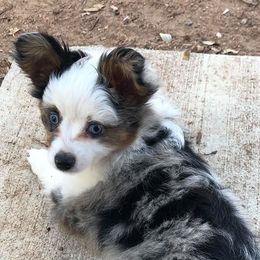 Australian Shepherds from Rio Oaks toy Aussies
