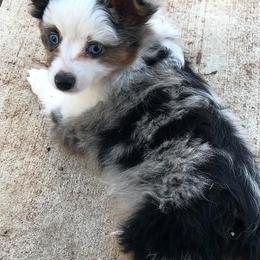 Australian Shepherds from Rio Oaks toy Aussies