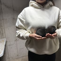 Rex - Black brindle male Dutch Shepherd puppy in Watertown, Connecticut from APACHE CANINE