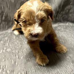 Australian Labradoodle Puppies from Cali Dream Doodles