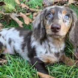 Dachshunds from Camdox