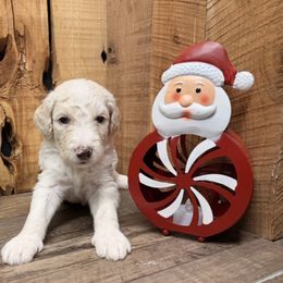 Casper - Cream male Aussiedoodle puppy in Lavonia, Georgia from H & A Kennels