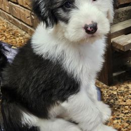 Aussiedoodle, Old English Sheepdog, Poodle, and Sheepadoodle Puppies from Iowa's Doodle Co.