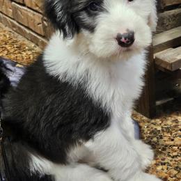 Aussiedoodle, Old English Sheepdog, Poodle, and Sheepadoodle Puppies from Iowa's Doodle Co.