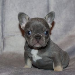 Boxer, Bulldog, and French Bulldog Puppies from Hillview Kennels