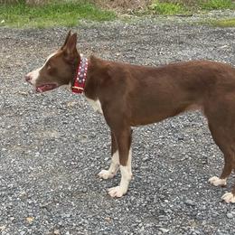 Atari - Border Collie