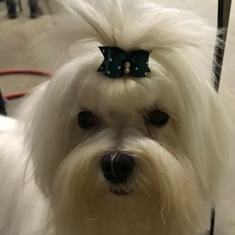 Rosie - Maltese