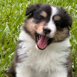 Livie - Black white and tan female Shetland Sheepdog puppy in Miami, Florida from Cielito Lindo Shelties