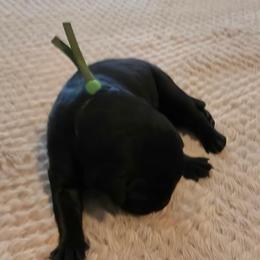 Boy 2 - Black male Labrador Retriever puppy in Oxford, Georgia from Cornish Mountain Labradors