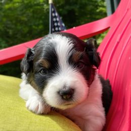 Australian Shepherd Puppies from Wild Atlantic  Aussies
