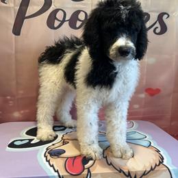 Zeus - Parti male Poodle puppy in Mobile, Alabama from Semmy’s Standard Poodle LLC
