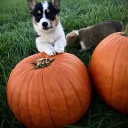 Pembroke Welsh Corgi Puppies from The King’s Corgis