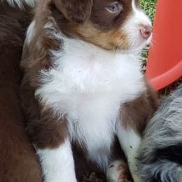 Miniature American Shepherd Puppies from DreamWeaver