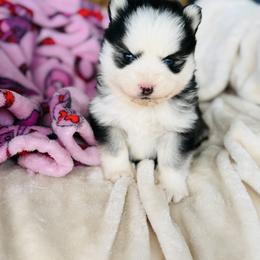 Steven - Black and white male Pomsky puppy in Yavapai County, Arizona from Pawsh Pomskies