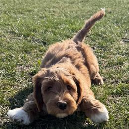 Mr Blue - Red  male Goldendoodle puppy in Monticello, Indiana from Faithfully Yours Doodles