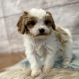 Peter - Blenheim male Cavapoo puppy in Logan, Utah from Mountain View Doodles