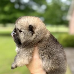 Pomeranian Puppies from Lacey Lawrence
