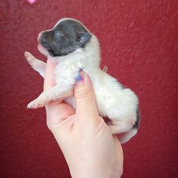 Boy 1 - Blue parti male Pomeranian puppy in Albany, Oregon from Purrs N Poms