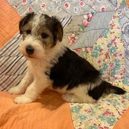 Clover - White black and tan female Wire Fox Terrier puppy in Lancaster, Missouri from Missouri Meadows Farm
