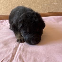 Black tan boy - Black and tan male German Shepherd puppy in Jennings, Kansas from Lost Creek German Shepherds LLC