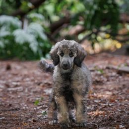 Poodle Puppies from Mystic Moon Poodles