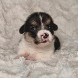 Coraline - Black and tan female Pembroke Welsh Corgi puppy in Northwood, Iowa from Sorrel Sands Corgis