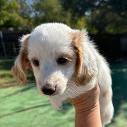 Cookies - Piebald female Dachshund puppy in Irving, Texas from DFW Dachshunds by G & S
