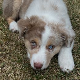 Sugar - Red merle female Australian Shepherd puppy in Springfield, Oregon from Shelter Cove Aussies