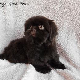 Shih Tzu Puppies from Beirin Breige Shih Tzus