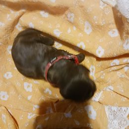 Girl 2 - Cocker Spaniel puppy in Rolla, Missouri from Wethys Cocker Spaniels