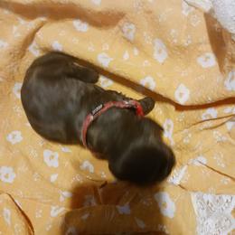 Girl 2 - Cocker Spaniel puppy in Rolla, Missouri from Wethys Cocker Spaniels