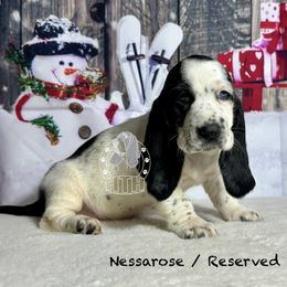 Nessarose - Black and white female Basset Hound puppy in Dingess, West Virginia from Tuckers' Howling Hounds