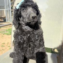 Estelle - Silver female Poodle puppy in Meadowbrook, California from Standard Poodle Pups