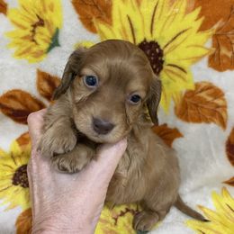 Ranger - Red male Dachshund puppy in Bullard, Texas from Mimidachs of Texas