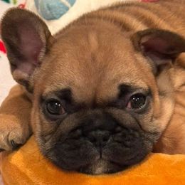 Girl 1 - Fawn female French Bulldog puppy in Litchfield, Ohio from Rock N’ Roll Frenchies