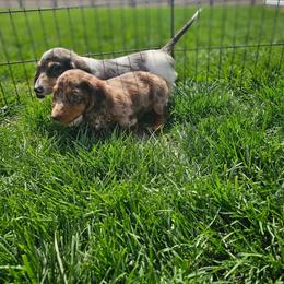 Dachshund and Pomeranian Puppies from Dachs and Poms