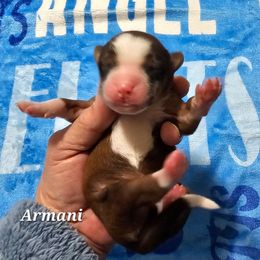 Armani - Sable and white male Tibetan Terrier puppy in Dorena, Oregon from Angel Tibetans Of Oregon