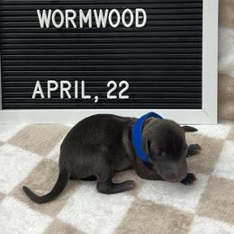 Wormwood - Seal male Italian Greyhound puppy in Fredonia, Arizona from Black Hill Italian Greyhounds