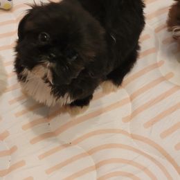 Little Ava Marie - Black and white female Shih Tzu puppy in Georgia from 100 Acre Woods Shih Tzu Plantation