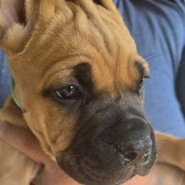 Teal Collar - Fawn female Cane Corso puppy in Granbury, Texas from La Muerte Corso Kennel